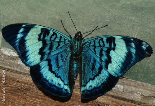 Big Blue Butterfly (not morpho) in Amazon