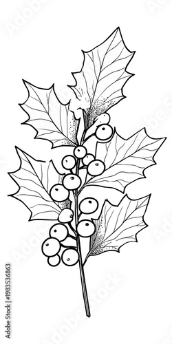 A black and white illustration of a holly branch with leaves and berries, delicate lines