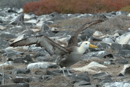 Young Albatross