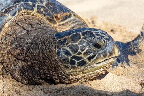 Close up of the face of a green sea turtle in Maui