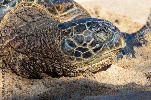 Close up of the face of a green sea turtle in Maui