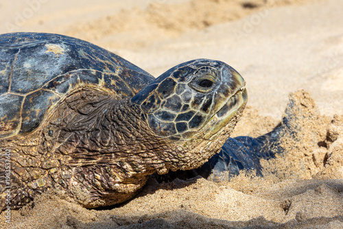 Close up of the face of a green sea turtle in Maui