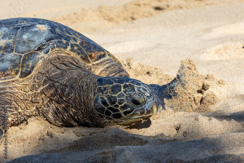 Close up of the face of a green sea turtle in Maui