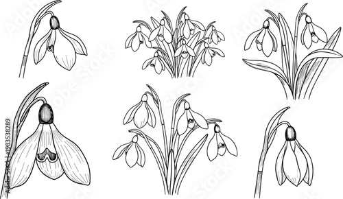 Detailed Line Art of Snowdrop Flowers in Various Stages for Botanical, Floral, and Nature Design Projects