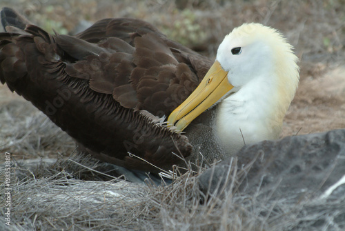 Young Albatross