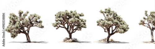 Four desert trees with textured foliage and branching, set against a bright white backdrop