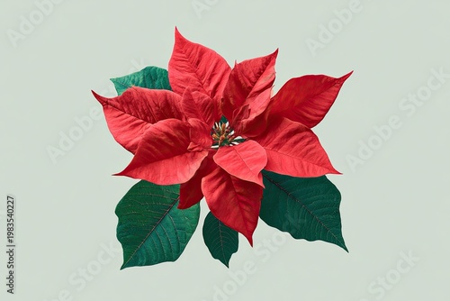 Vibrant poinsettia with deep red bracts and green leaves against a light background