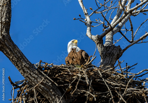Nesting Bald Eagle