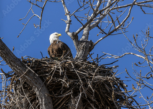 Nesting Bald Eagle