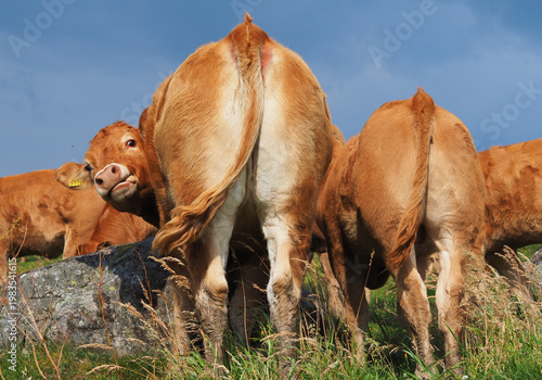 Konstfotografi Peek-a-boo: Cute calf showing its face behind other cattle