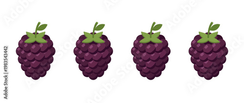 blackberry flat color isometric vector