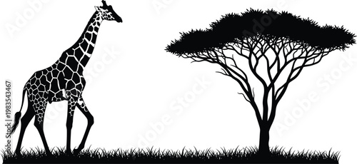 Black and white giraffe silhouette standing beside acacia tree in African savanna wildlife vector illustration artwork