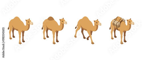 camel flat color isometric vector