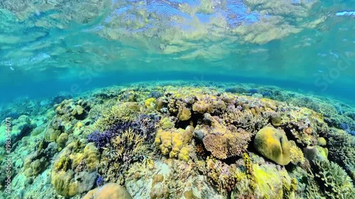 Snorkeler observing the diverse and colorful coral reef ecosystem thriving beneath clear waters, showcasing abundant marine life and underwater exploration in the Pacific Ocean of Palawan, Philippines