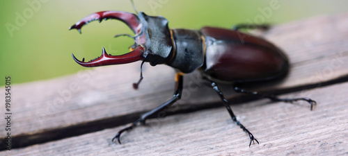Billede på lærred Close‑up of stag beetle with violet‑maroon exoskeleton on wood plank