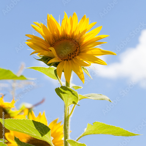 Sunflower plant with bright yellow petals and green leaves, sunny day, blue sky background. Summer flower concept, nature poster, garden banner