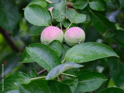 Two young green apples with a pink blush on a branch covered in fresh rain drops.