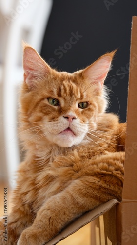 Portrait of a ginger Maine Coon cat sitting comfortably inside a cardboard box at home. Close-up