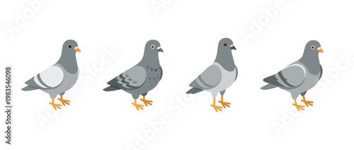 pigeon flat color isometric vector