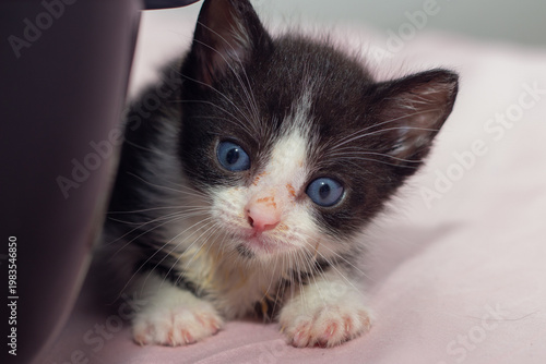 Um gato filhote, frajola, de olhos azuis, deitado na cama com lençol cor-de-rosa, ao lado da caixinha de transporte.