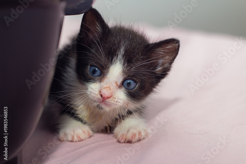 Um gato filhote, frajola, de olhos azuis, deitado na cama com lençol cor-de-rosa, ao lado da caixinha de transporte.