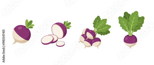 turnip flat color isometric vector