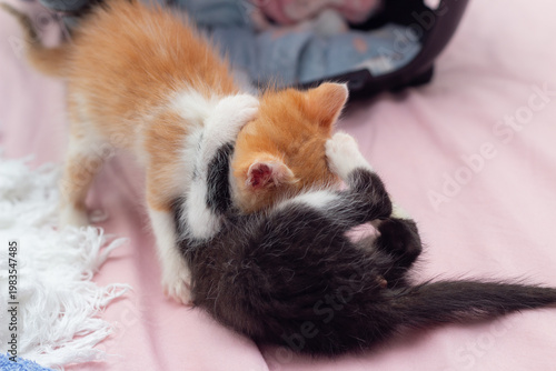 Gato frajola e gato amarelo filhotes em disputa amigável durante o dia.