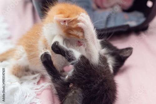 Gatinho preto e branco e filhote ruivo em momento de interação e brincadeira.