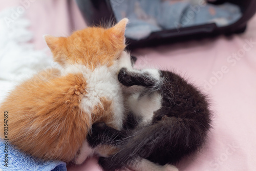 Dois gatinhos filhotes, um frajola e um ruivo, brincando de brigar.