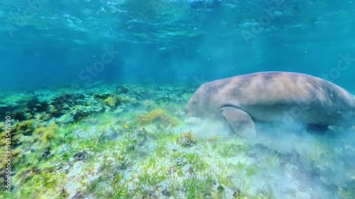 Dugong foraging for food on the sandy seabed, stirring up sediment while eating seagrass in the clear blue marine environment of Calauit Game Preserve and Wildlife Sanctuary of Palawan, Philippines
