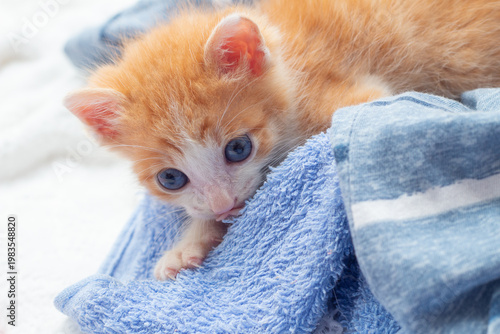 Um gatinho laranja e branco, de olhos azuis, deitado sobre uma toalha azul.