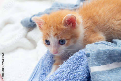 Um gatinho laranja e branco, de olhos azuis, deitado sobre uma toalha azul.