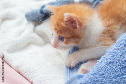 Um gatinho laranja e branco, de olhos azuis, deitado sobre uma toalha azul.