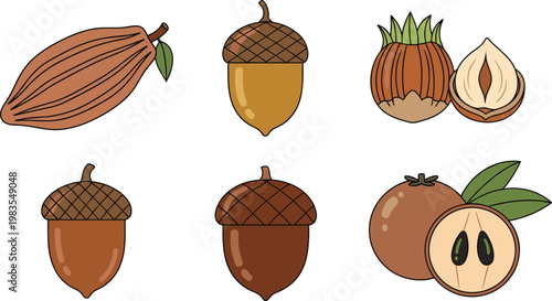 Illustrations of Cocoa Pod, Acorn, Hazelnut, and Other Nuts for Organic, Natural, and Healthy Food Designs