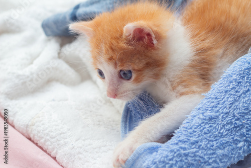 Um gatinho laranja e branco, de olhos azuis, deitado sobre uma toalha azul.