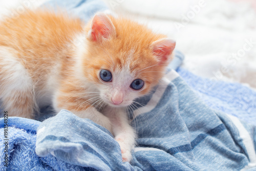 Adorável gatinho laranja com olhos azuis em um cobertor azul.