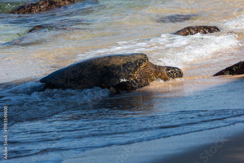 Green seat turtle coming on shore in Maui