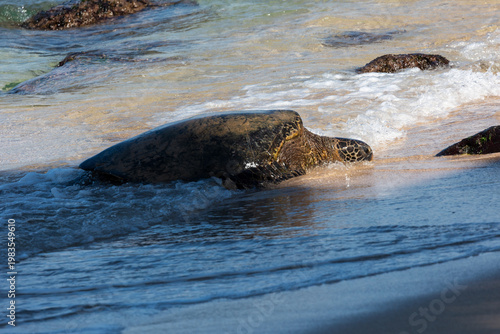 Green seat turtle coming on shore in Maui