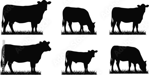 Black cow silhouettes in various grazing and standing poses on grass, farm animal vector illustration for agriculture design