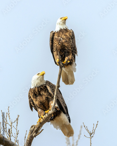 Perched pair of Bald Eagles