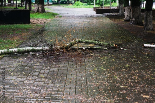 Wet brick pathway in public park obstructed by fallen tree branch after bad weather.
