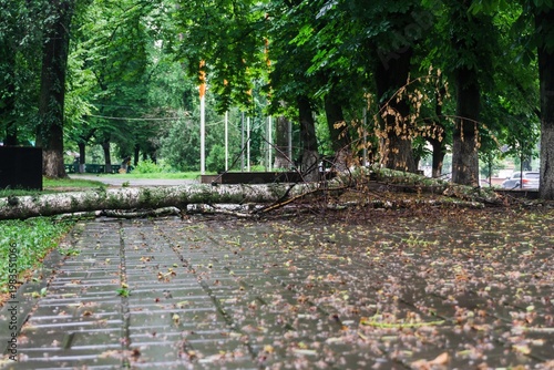 Large broken branch lying on pedestrian path in green park environment after storm.