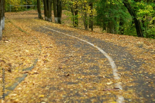A winding forest road with white markings along the trees, almost completely covered in yellow autumn leaves in an autumn landscape.