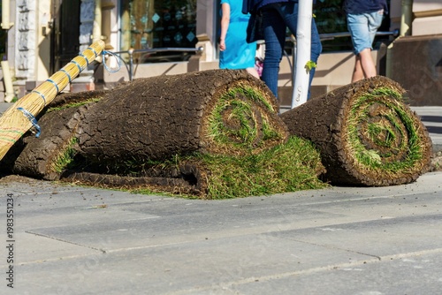 Fresh lawn turf rolls prepared for installation along paved walkway in urban street improvement project.