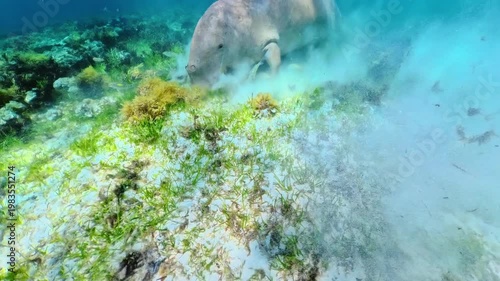 Dugong foraging for food on the sandy seabed, stirring up sediment while eating seagrass in the clear blue marine environment of Calauit Game Preserve and Wildlife Sanctuary of Palawan, Philippines