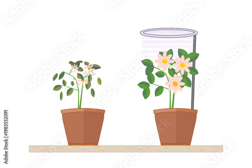 Houseplant growth comparison with LED grow light and natural light on white background. Indoor gardening technology and plant care. House gardening plants under purple light of phyto lamp. Vector