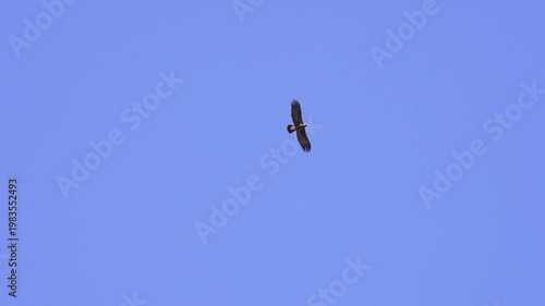 Golden Eagle gliding high up in the sky in the Utah wilderness.