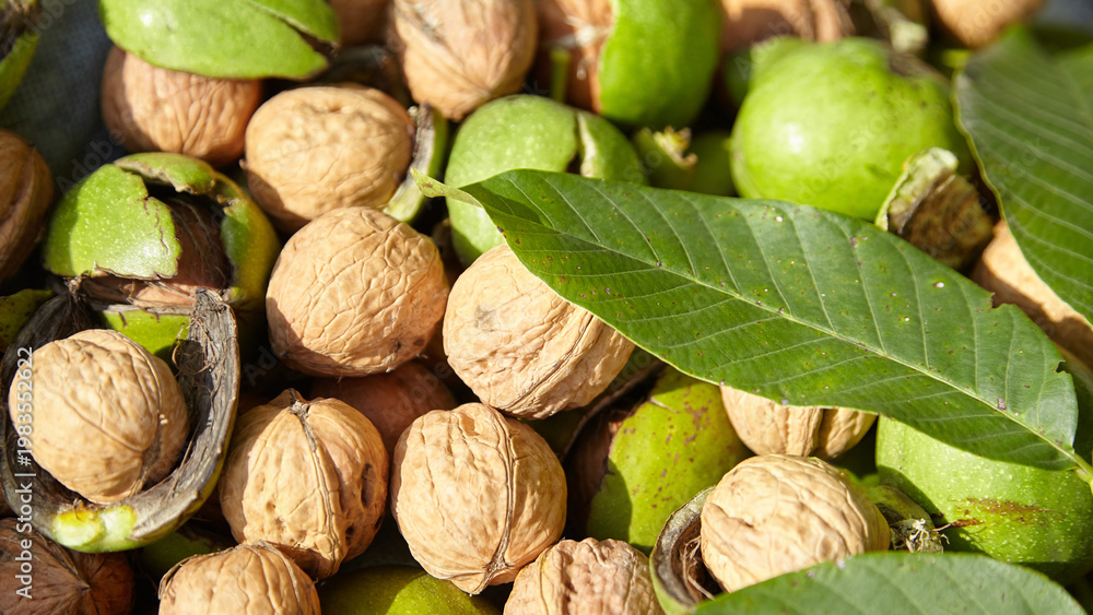 Naklejka premium Freshly harvested walnuts with green husks and leaves scattered on a surface, showcasing the natural texture and colors of the nuts and foliage