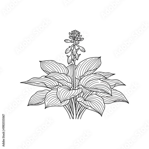 Hand Drawn Hosta Plantain Lily with Leaves and Flowers Line Art