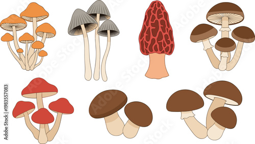 Variety of Wild Mushrooms with Different Shapes, Colors, and Textures for Nature, Fungi, and Woodland Themed Designs